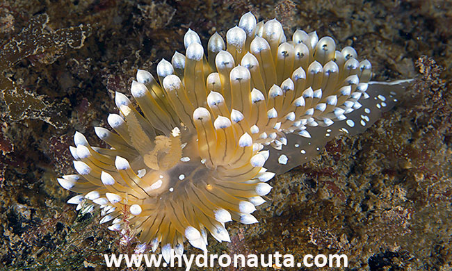 Antiopella cristata